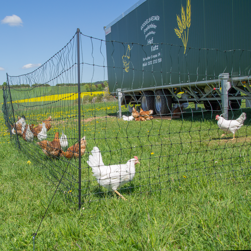 Ogrodzenie dla drobiu
